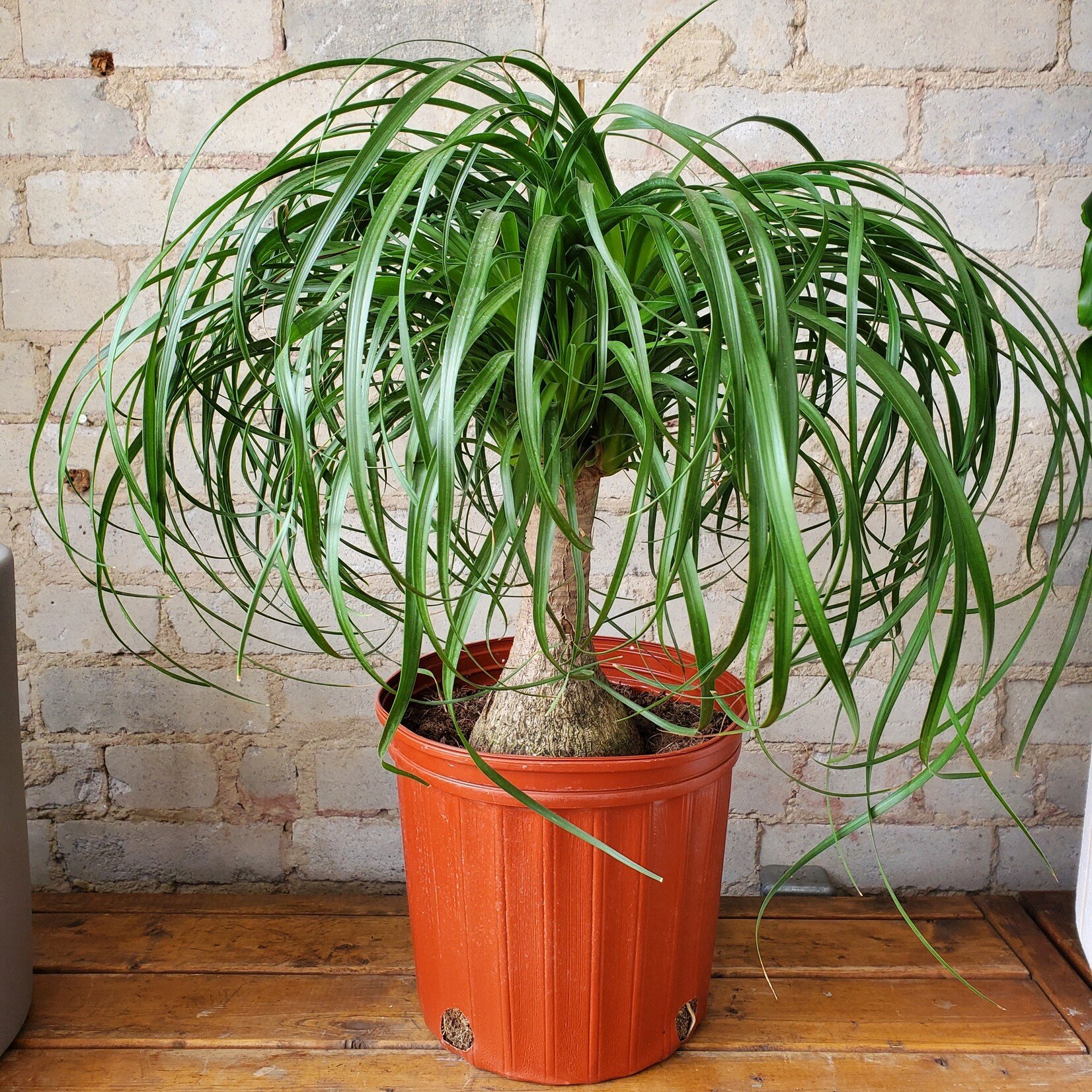 Ponytail Palm 10"