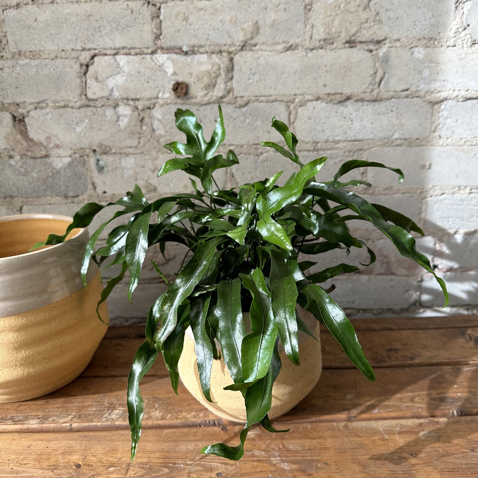 Assorted Pots Altamira Pot (fits 5")