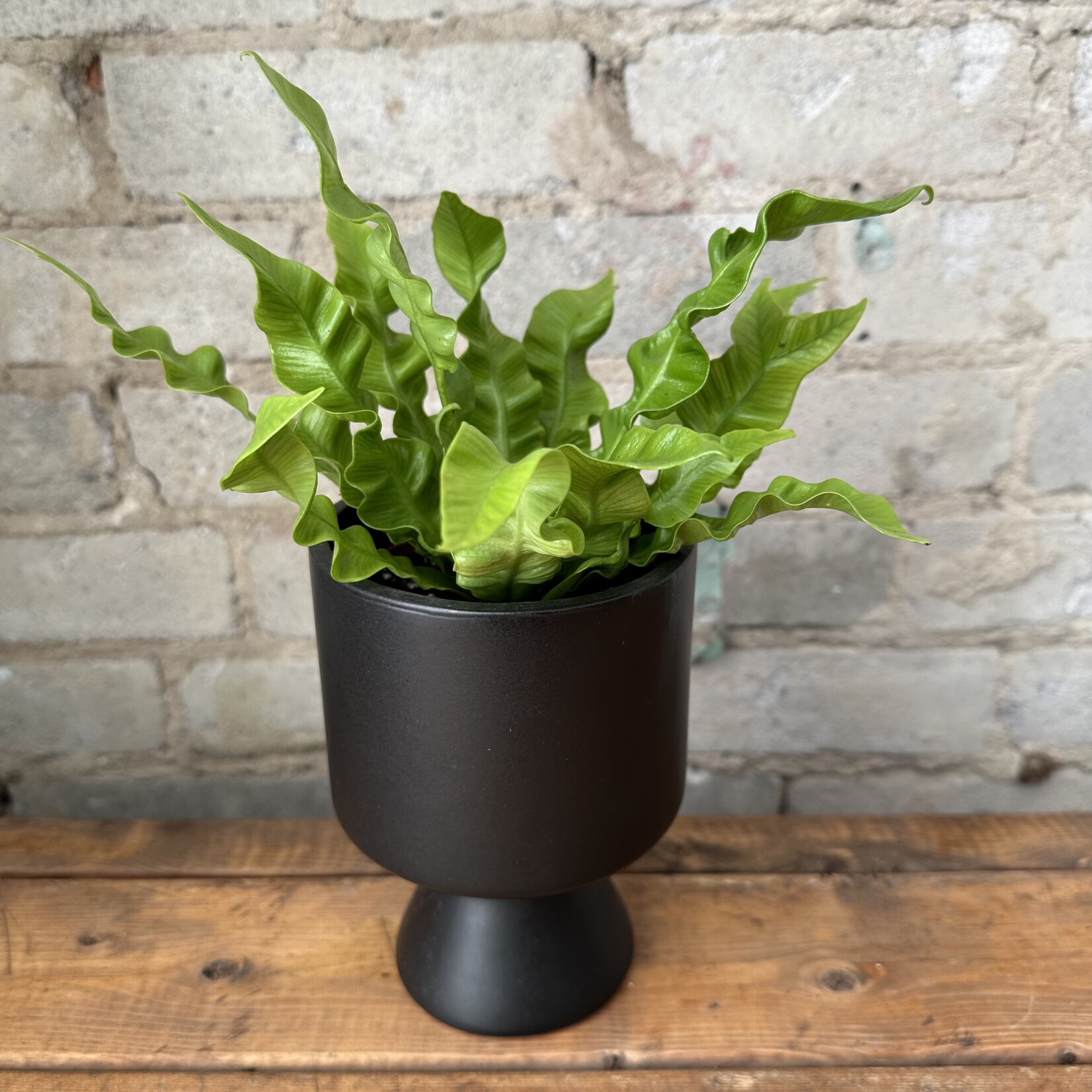 DeVille Pot Black (fits 4")