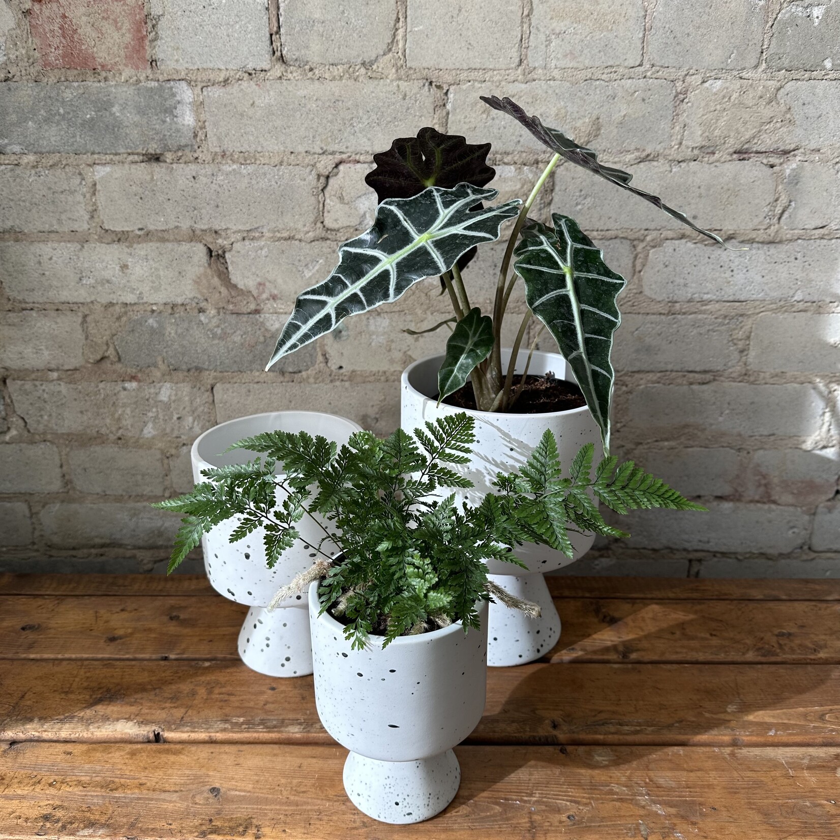 DeVille Pot Speckled (fits 5")