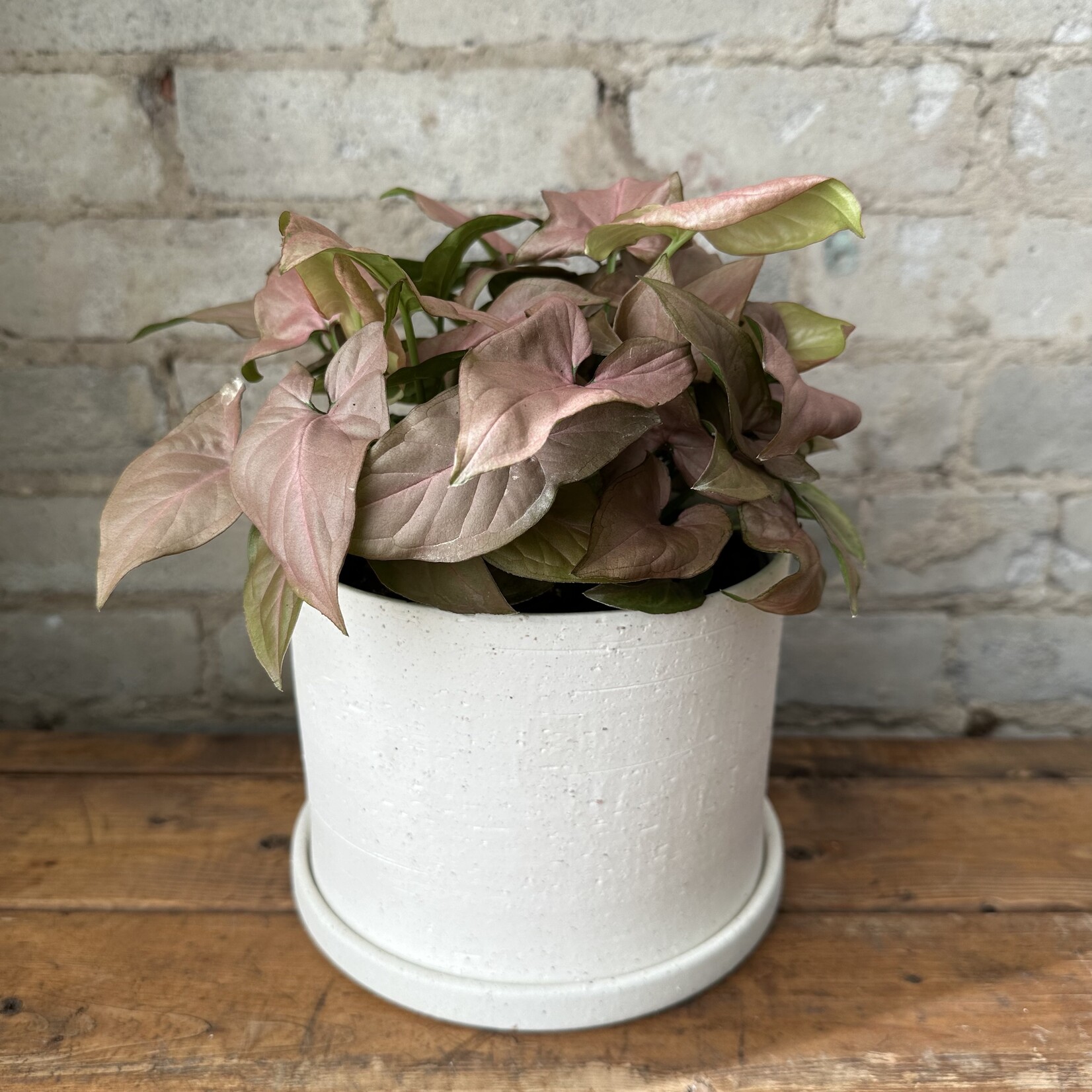 Easton Pot (fits 6")