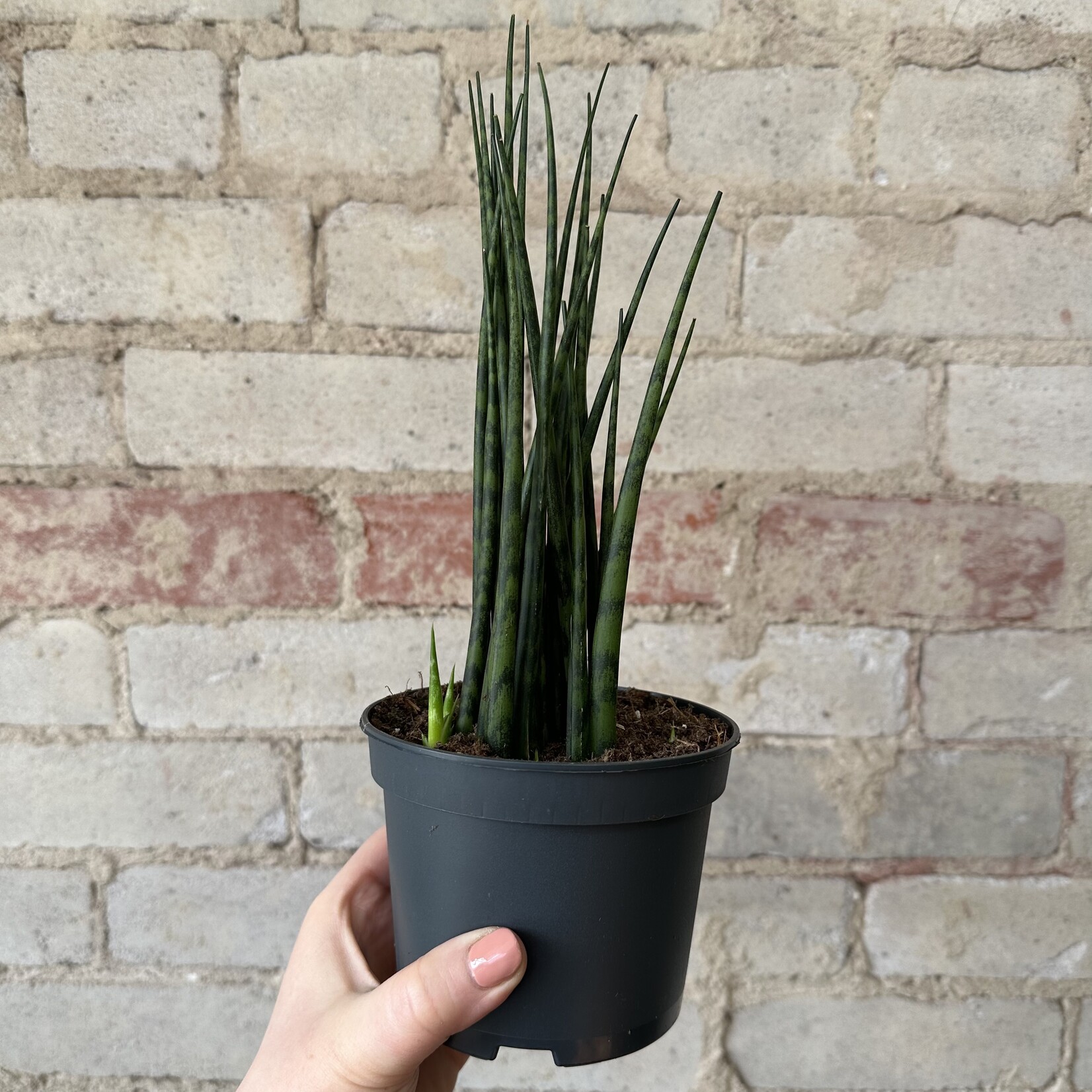 Sansevieria Mikado Fernwood 5"