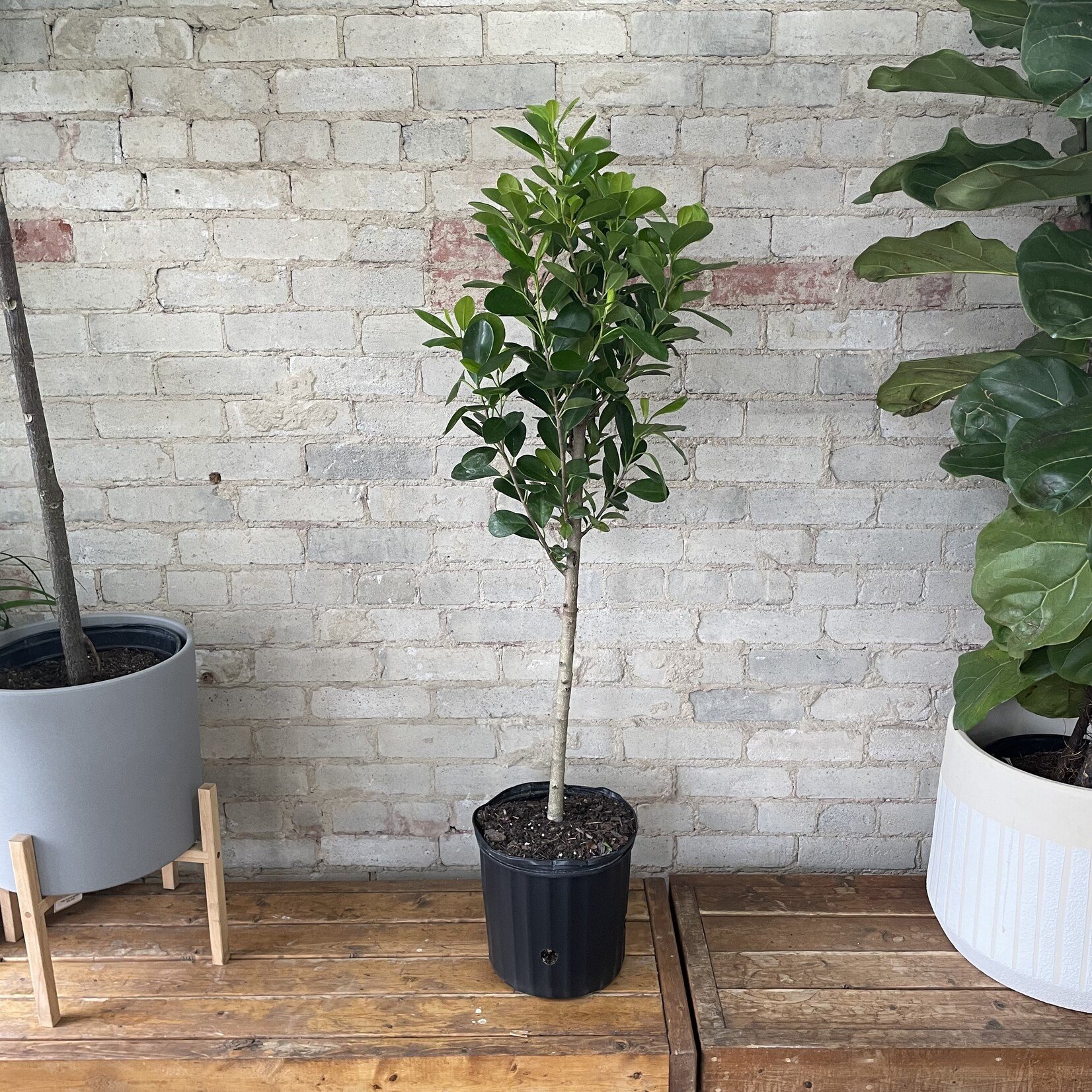 Ficus Moclame Standard 10"