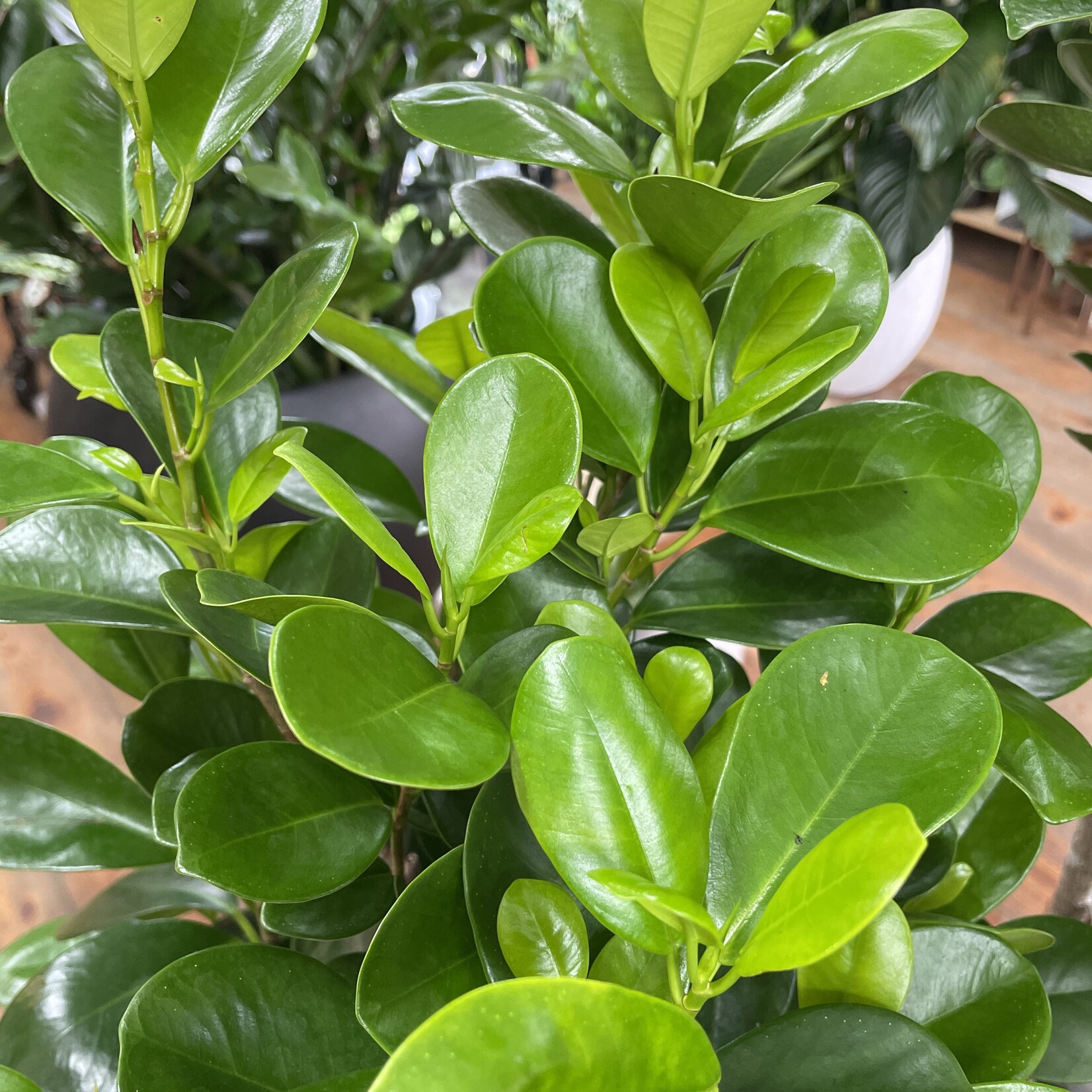 Ficus Moclame Standard 10"