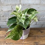 Pothos Marble Queen 5"