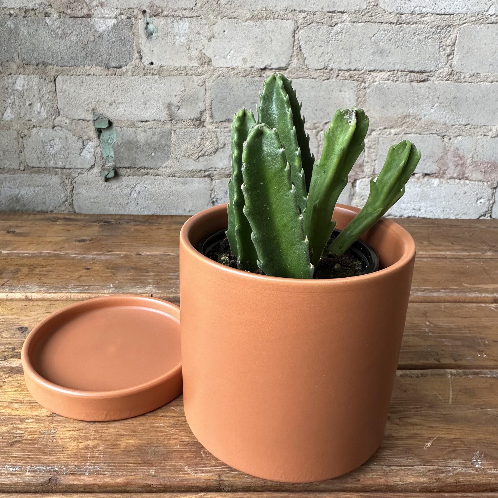 Romey Pot Terracotta (fits 4")