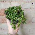 SALE Senecio 'String of Tears' 5"