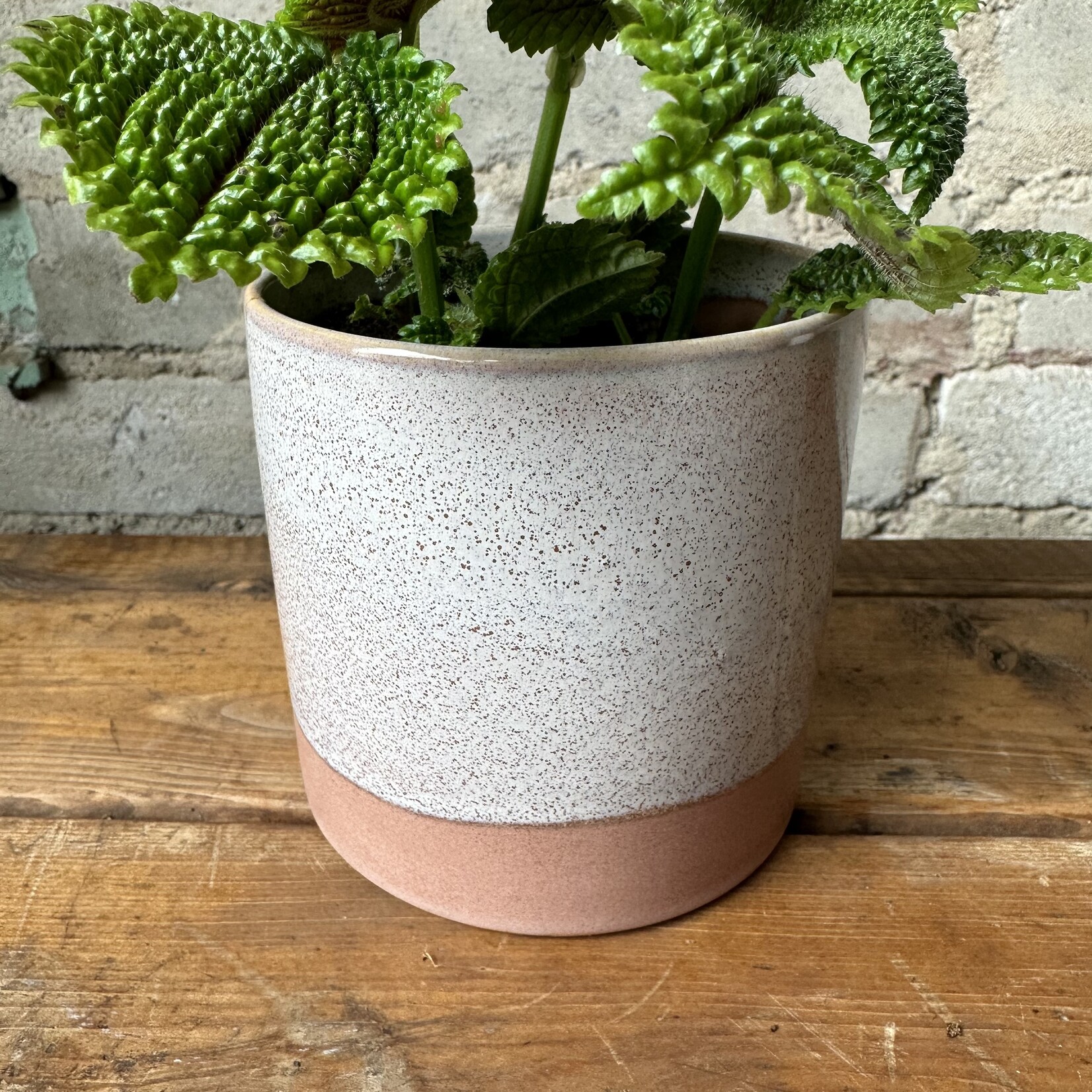 Assorted Pots Himalaya Pot (fits 3.5")