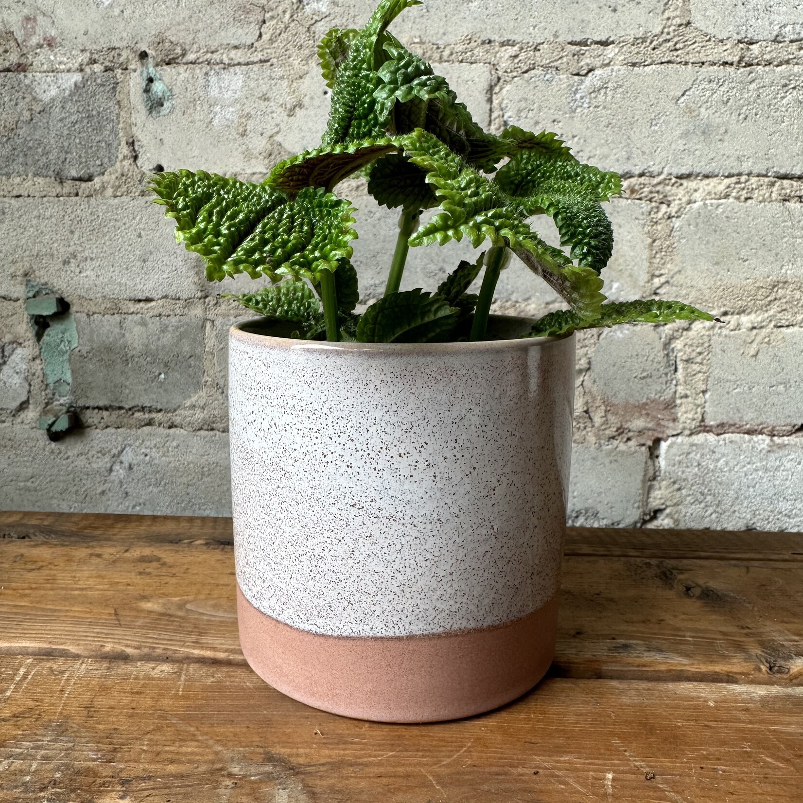 Assorted Pots Himalaya Pot (fits 3.5")