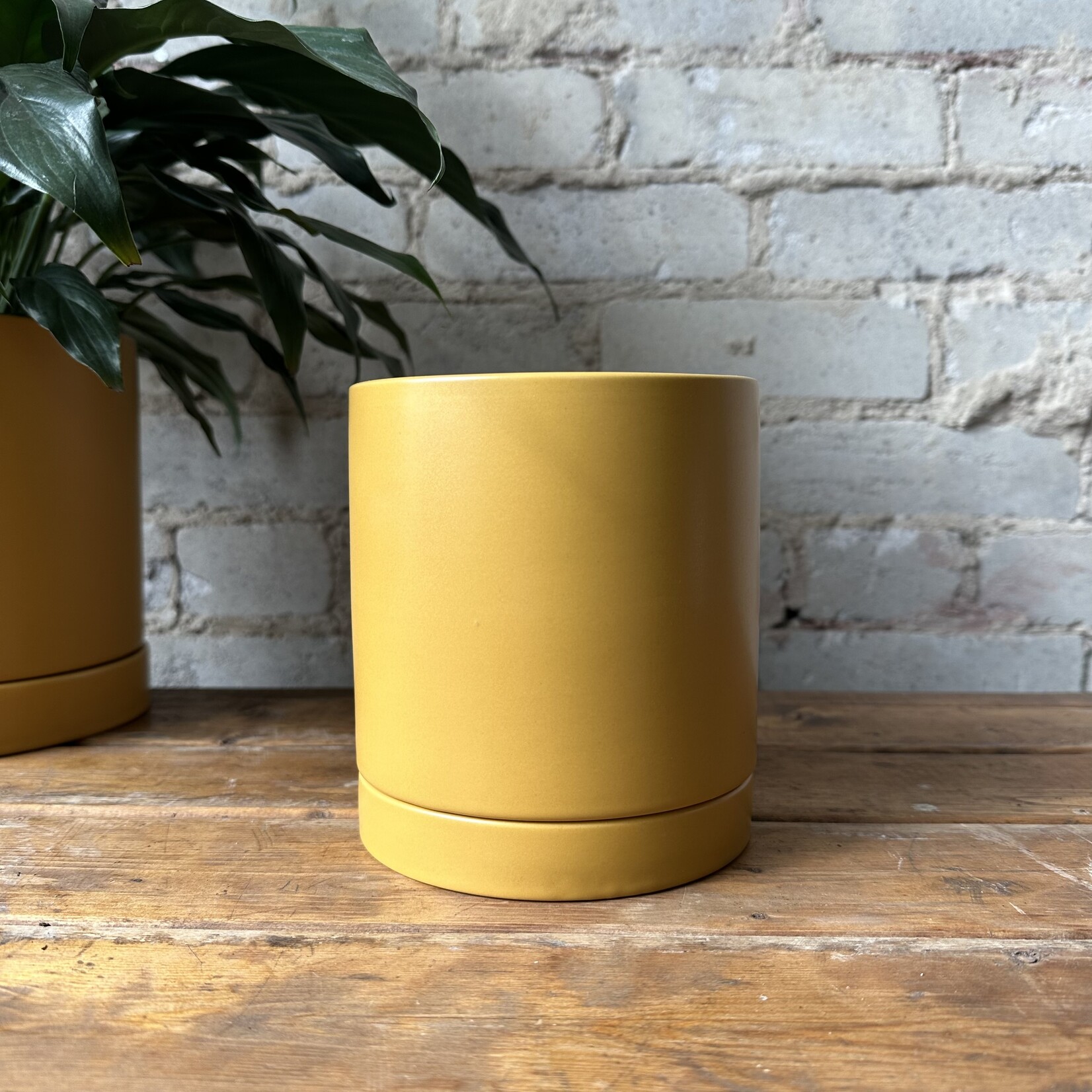 Assorted Pots Romey Pot Yellow (fits 5")