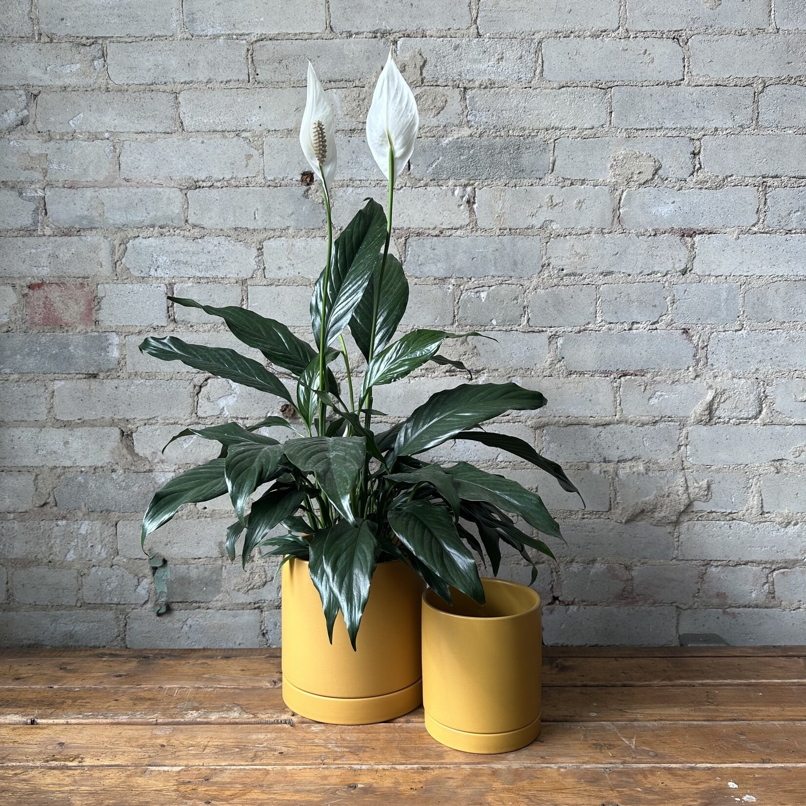 Romey Pot Yellow (Fits 6")