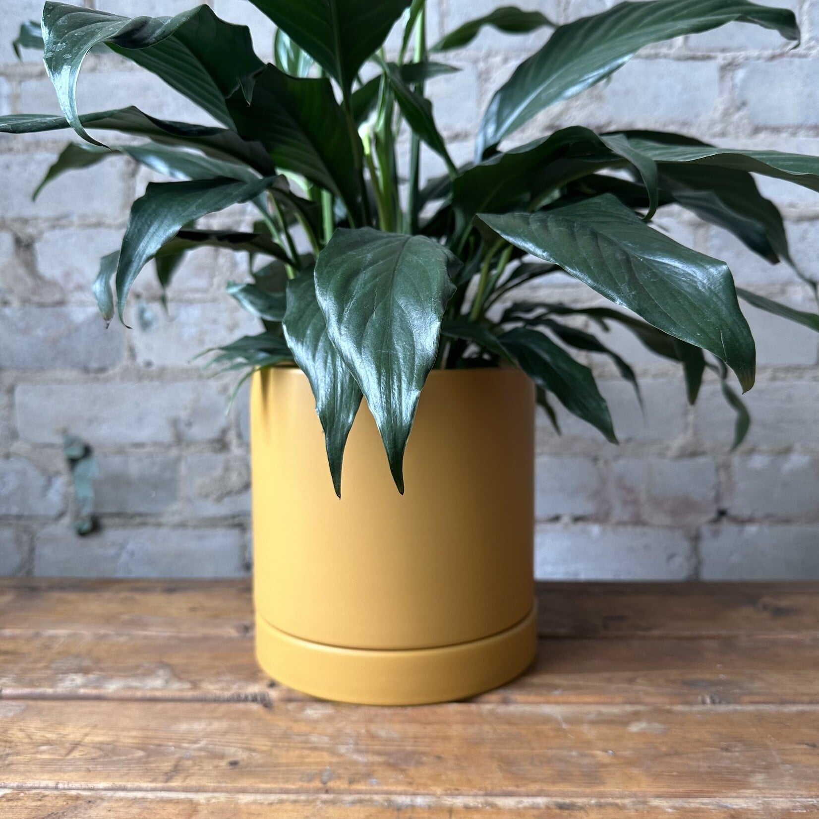 Romey Pot Yellow (Fits 6")