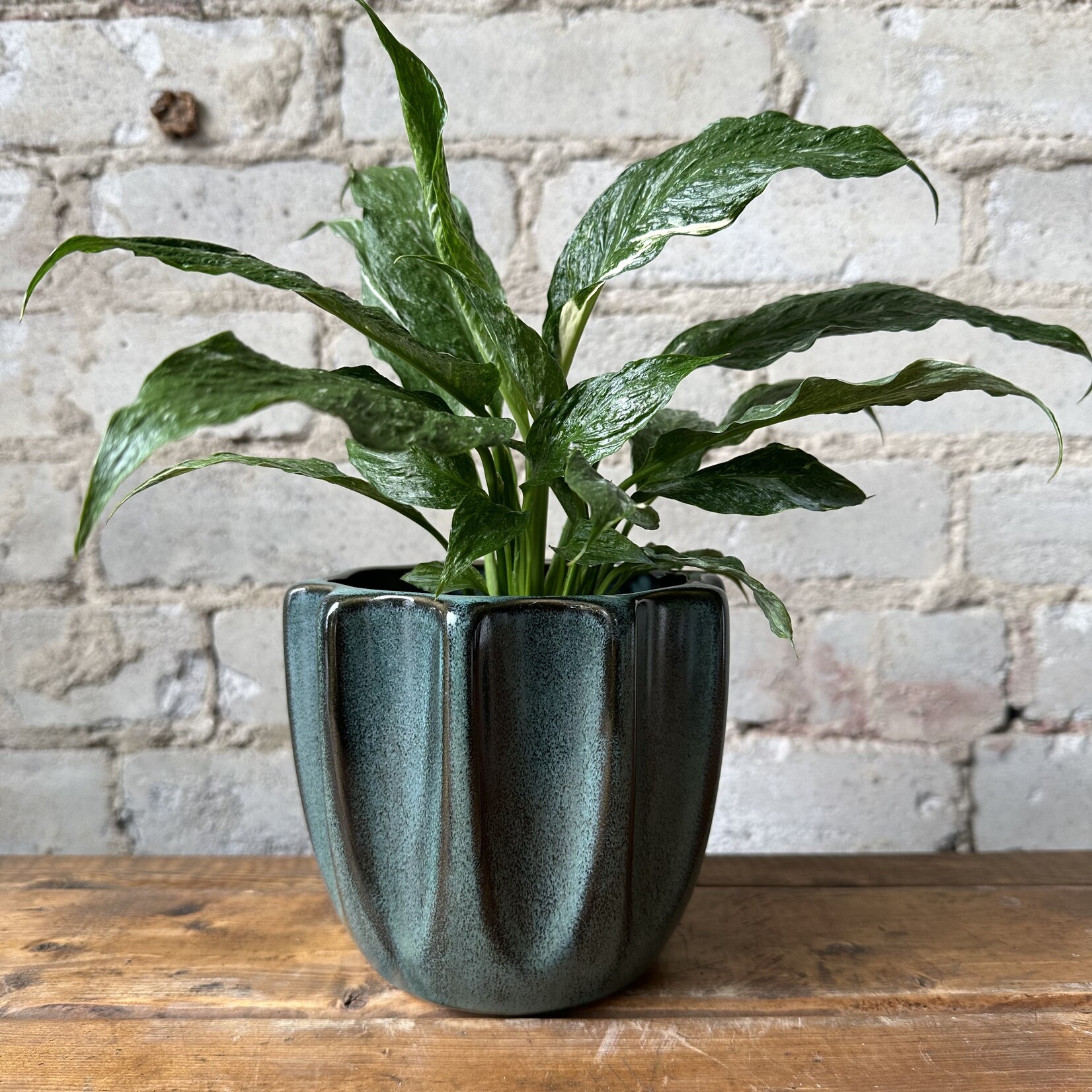 Beaumont Pot Green (fits 4.5")
