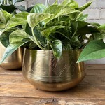 Assorted Pots Tulum Gold Bowl (fits 8" HB)