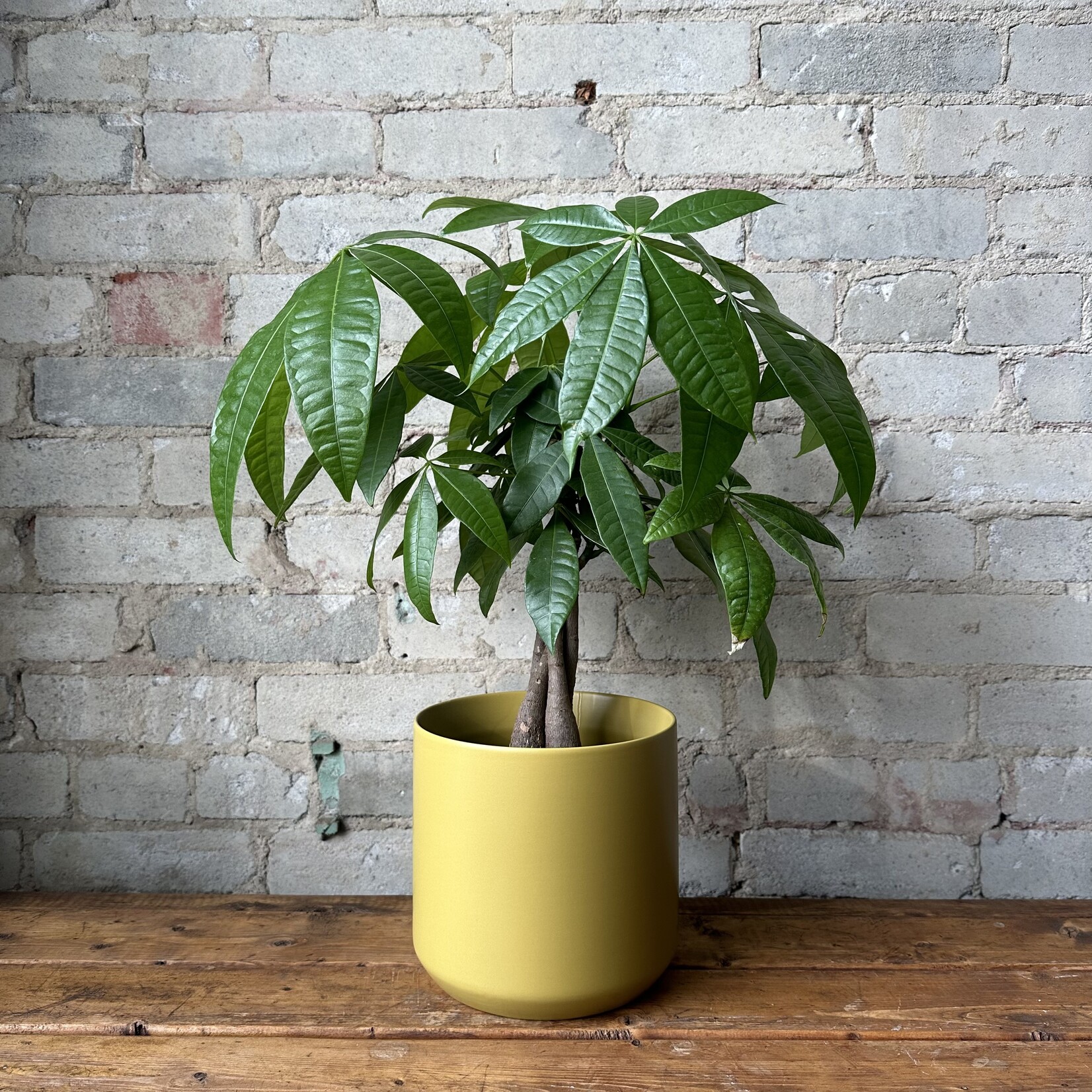 Kendall fits 6" Mustard