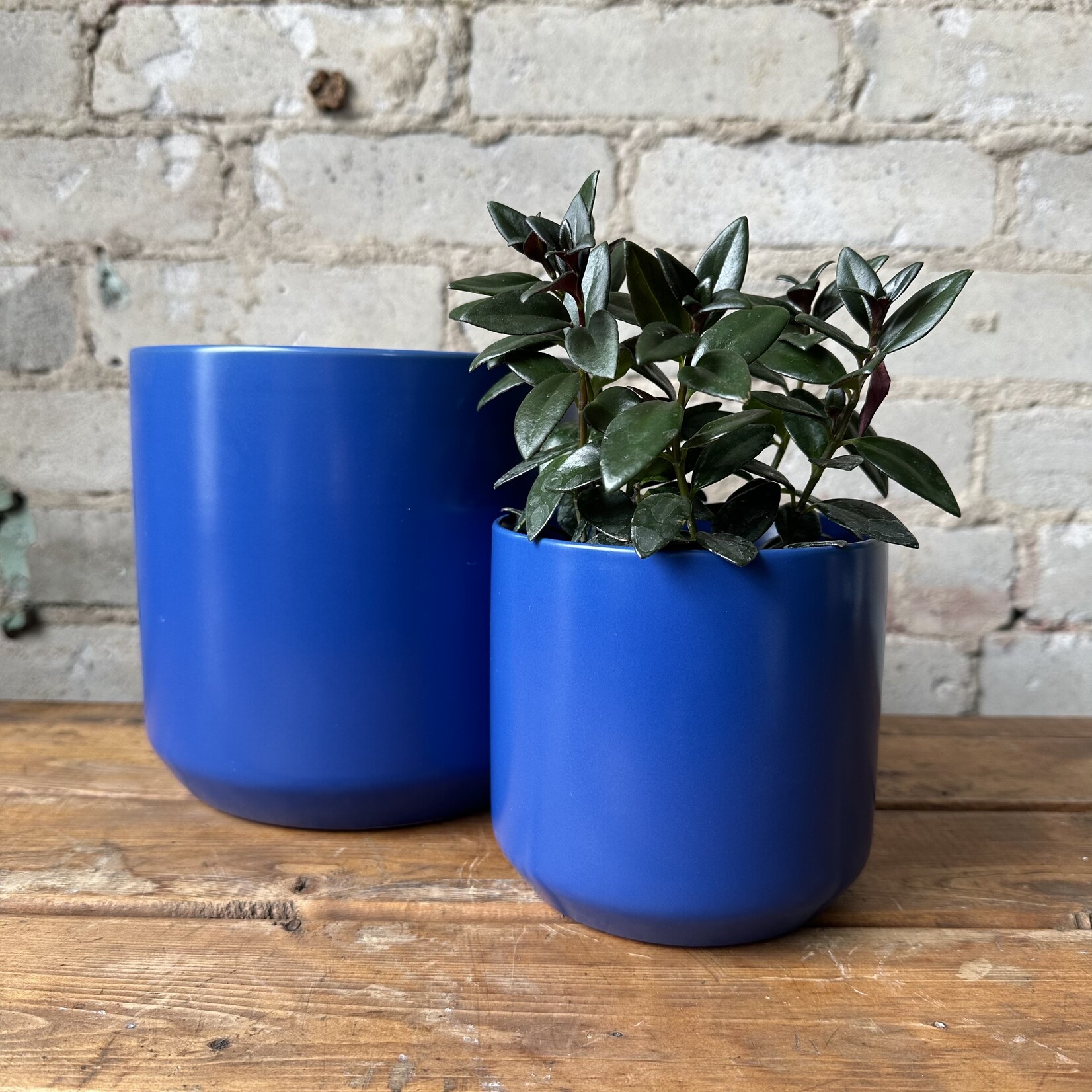 Kendall fits 6" Blue