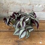 Tradescantia Zebrina 3.5"