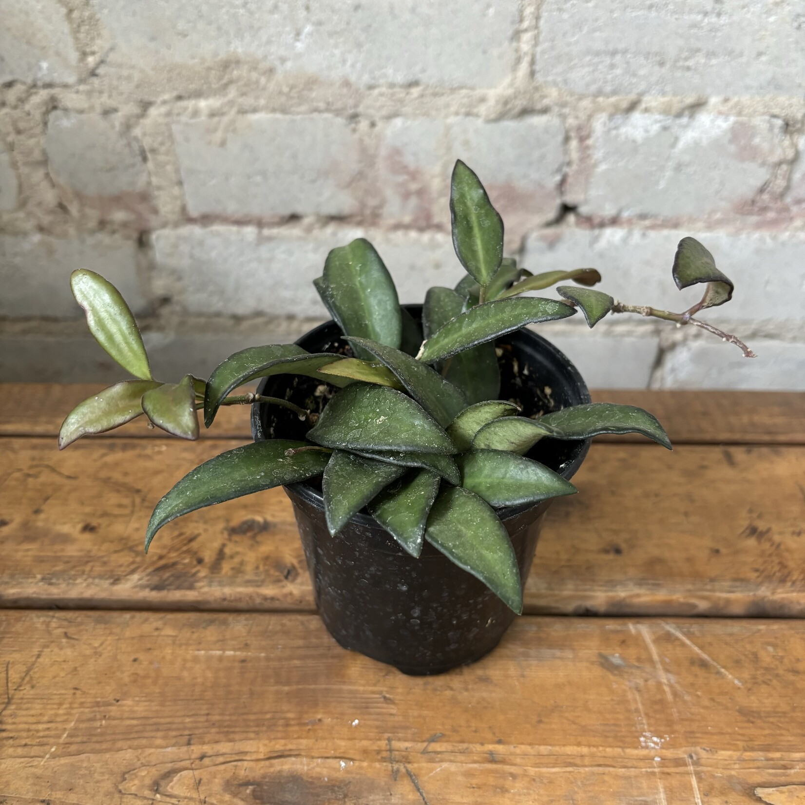 Hoya Rosita 4"
