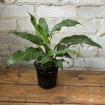 Variegated Peace Lily (Domino) 4"