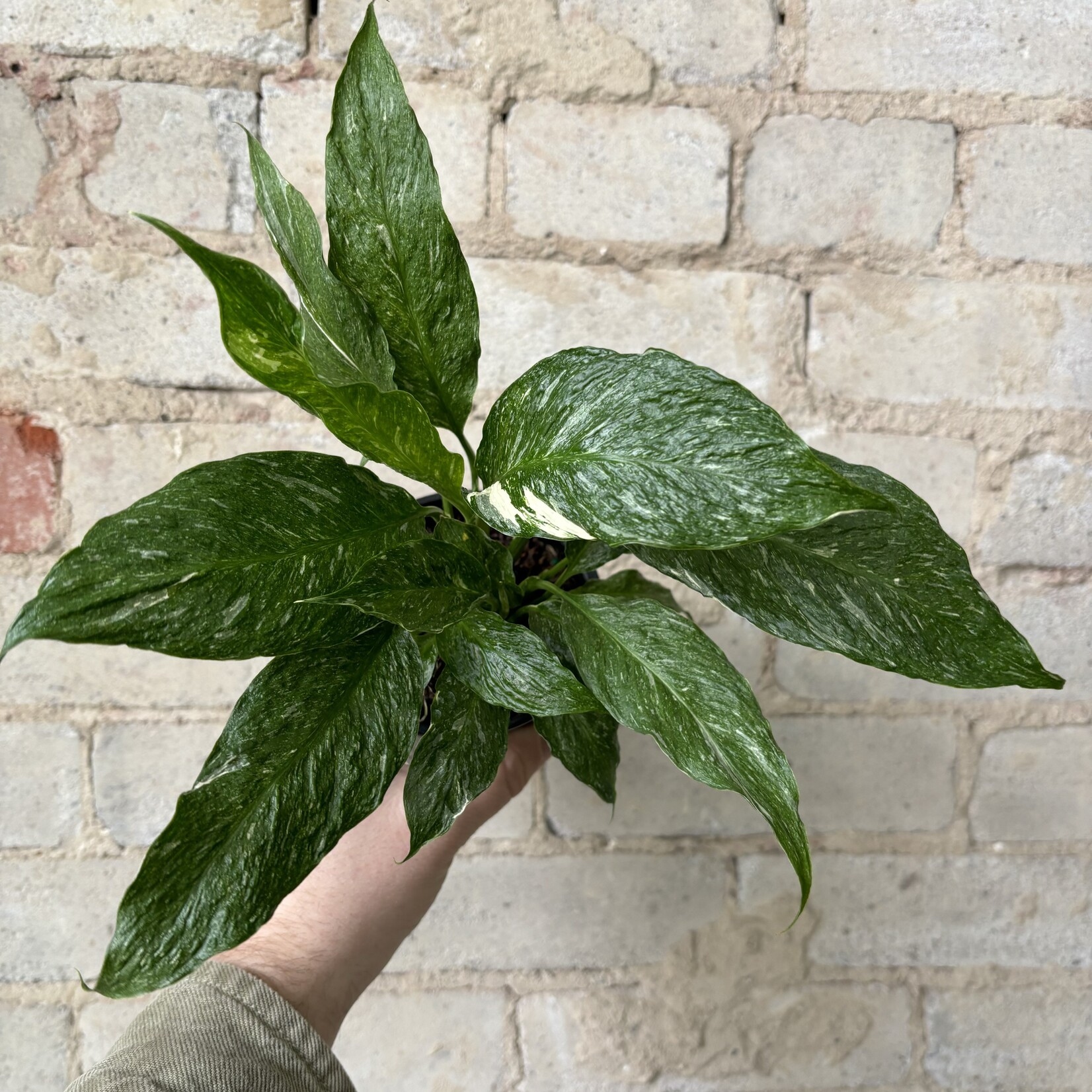 Variegated Peace Lily (Domino) 4"