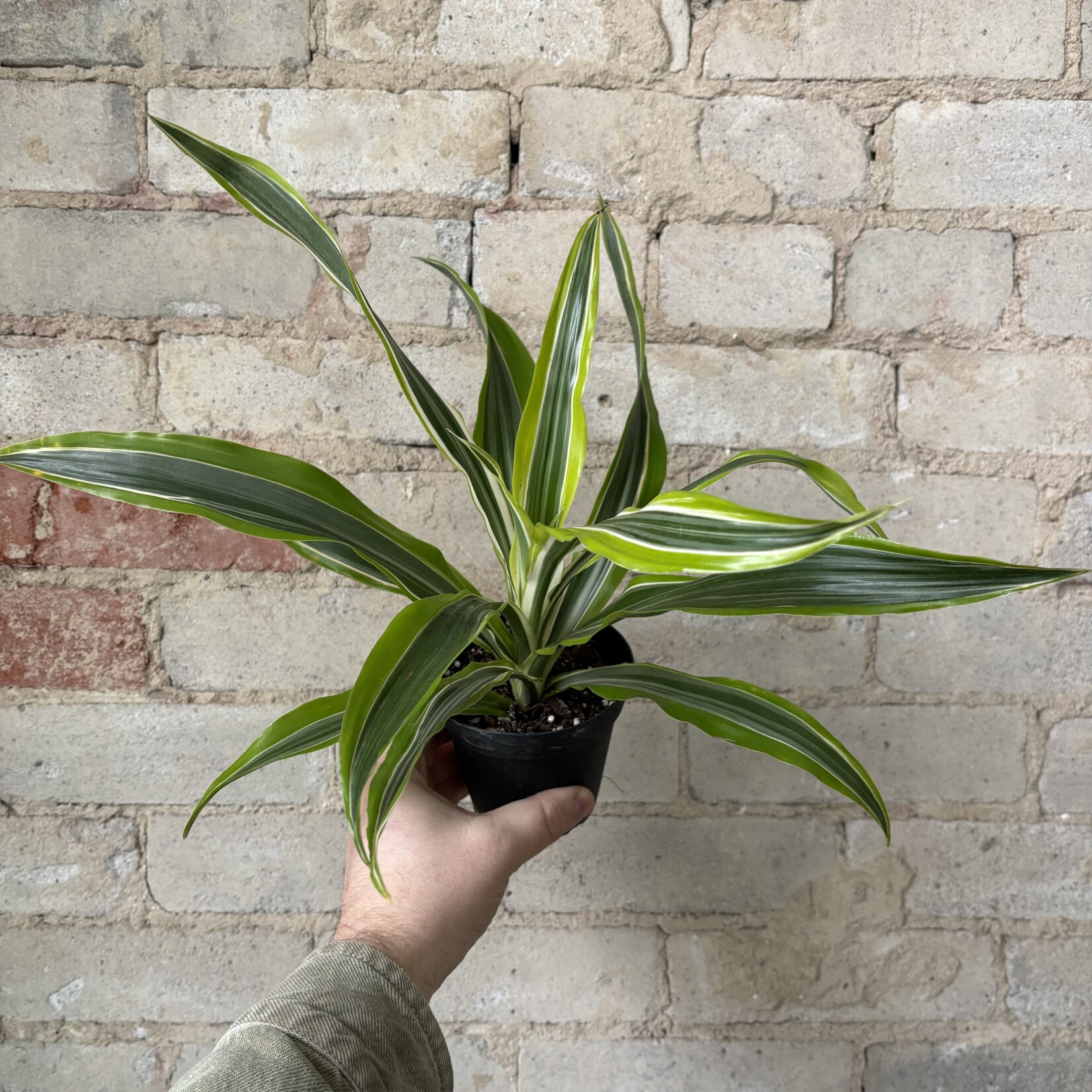 Dracaena Warneckii Lemon Lime 4"