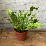 Crispy Wave Fern 4"