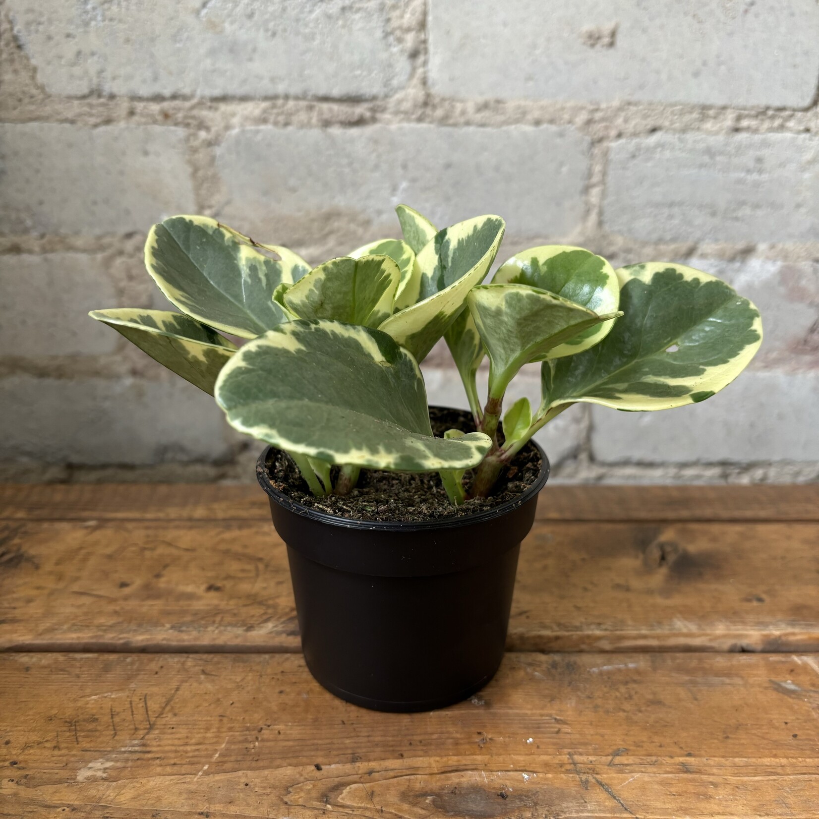 Peperomia Obtusifolia Variegated 3.5"