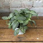 Fittonia White 3.5"