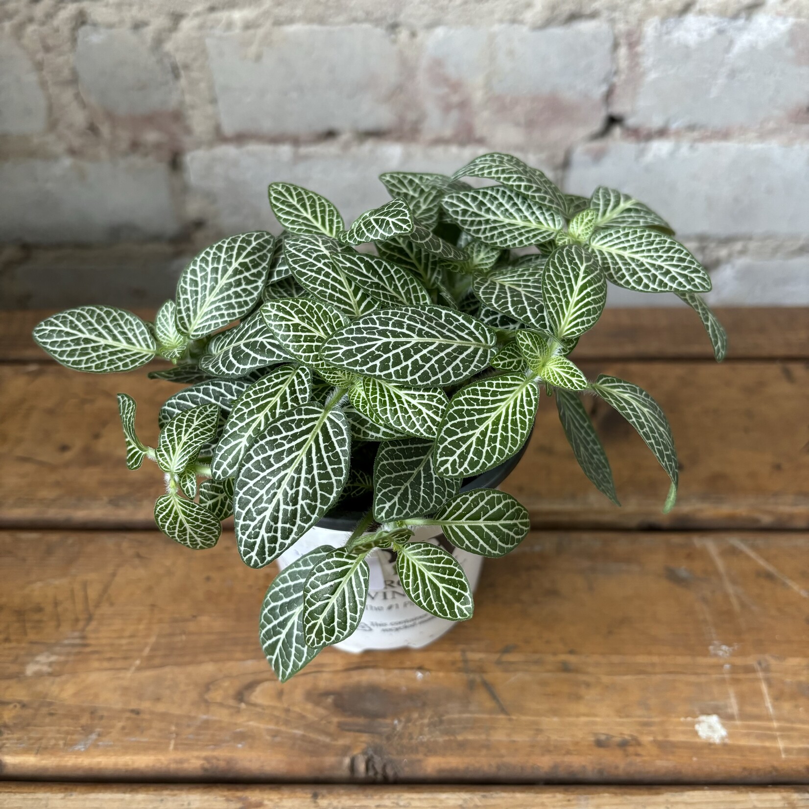 Fittonia White 3.5"