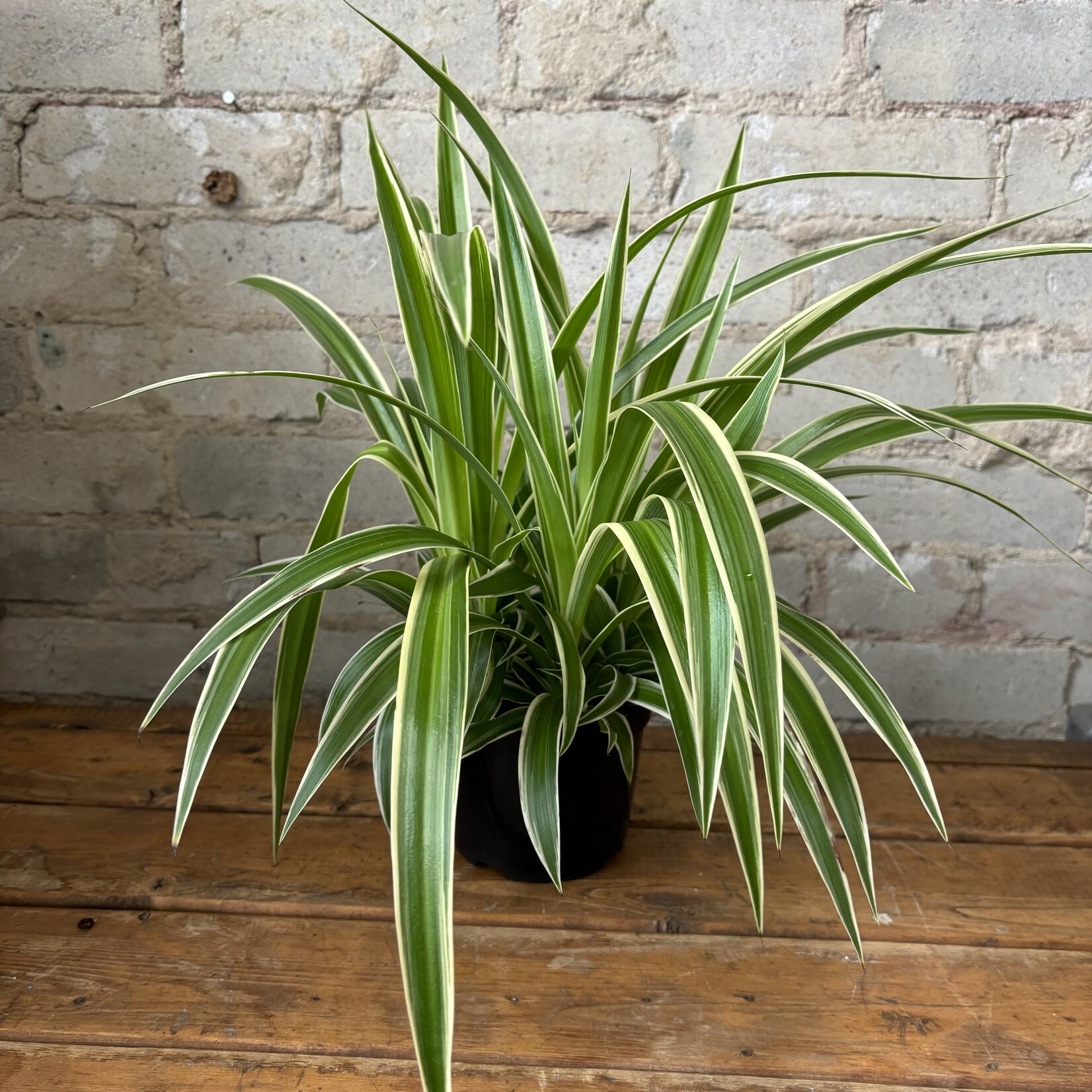 Spider Plant 5"