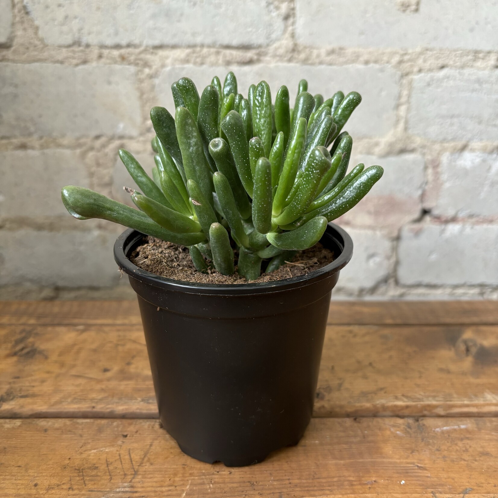 Coral Jade Plant 4"