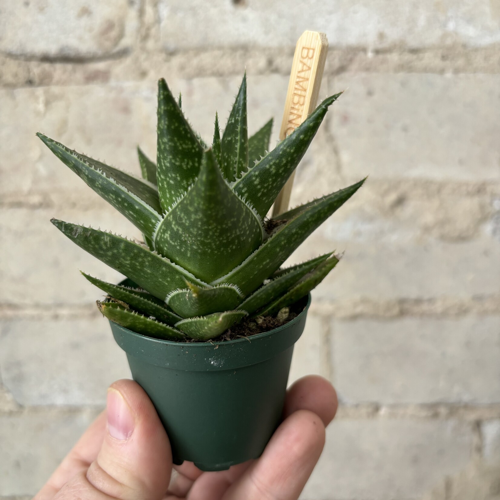 Gasteria (Succulent) 2.5"