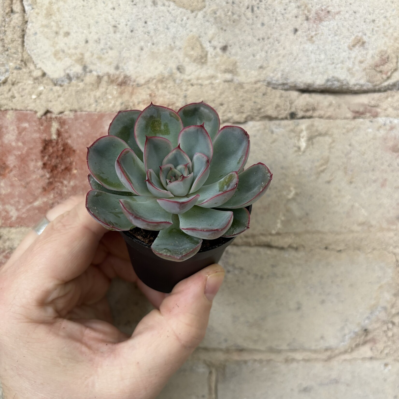 Echeveria (Succulent) 2.5"