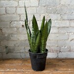 Sansevieria Zeylanica 6"