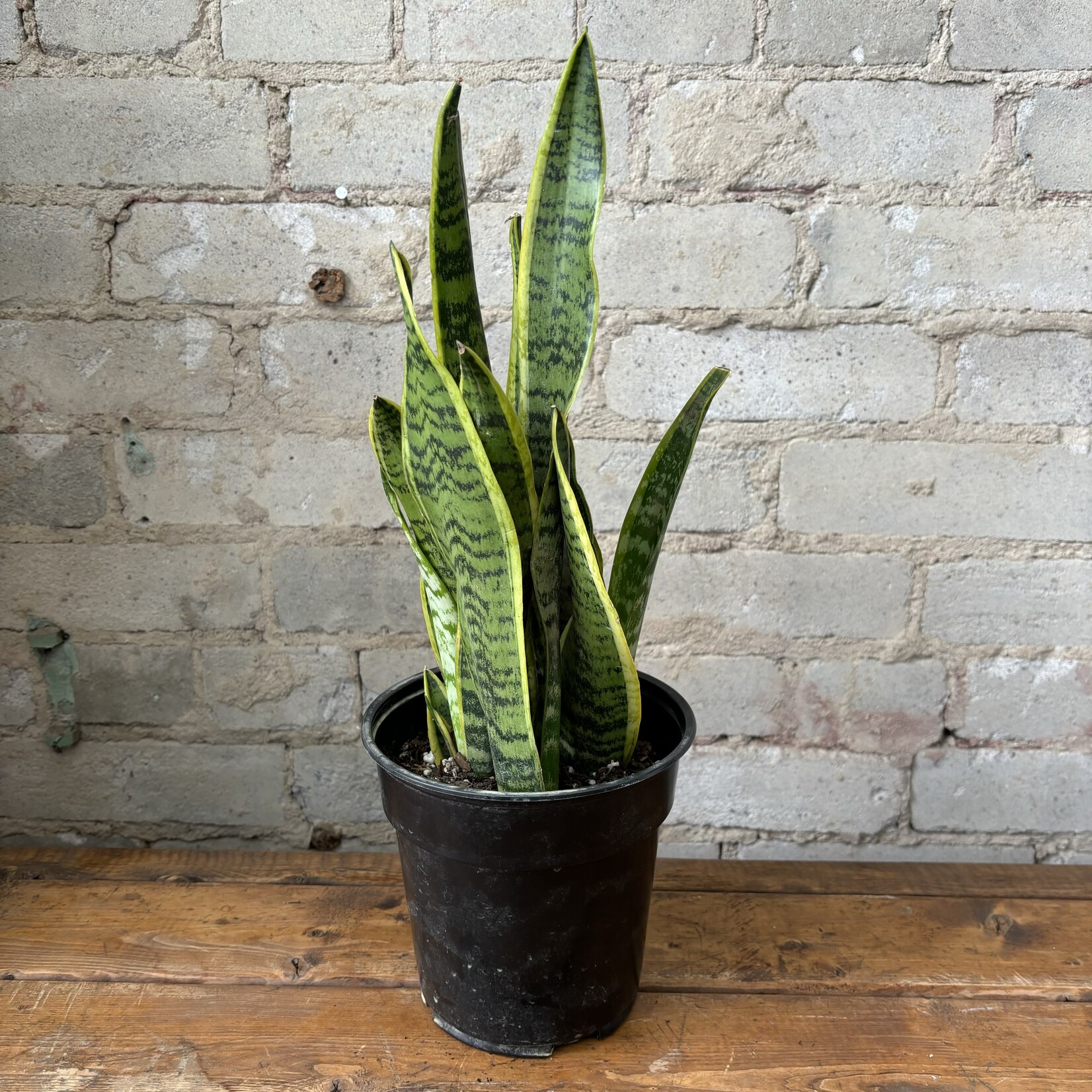 Sansevieria Laurentii 6"