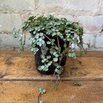 Pilea Aquamarine 3.5"