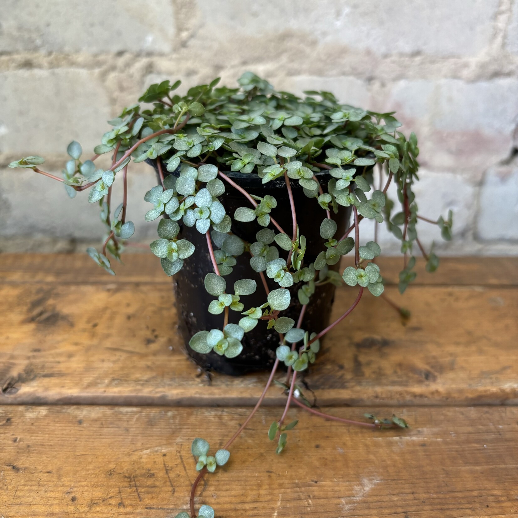 Pilea Aquamarine 3.5"