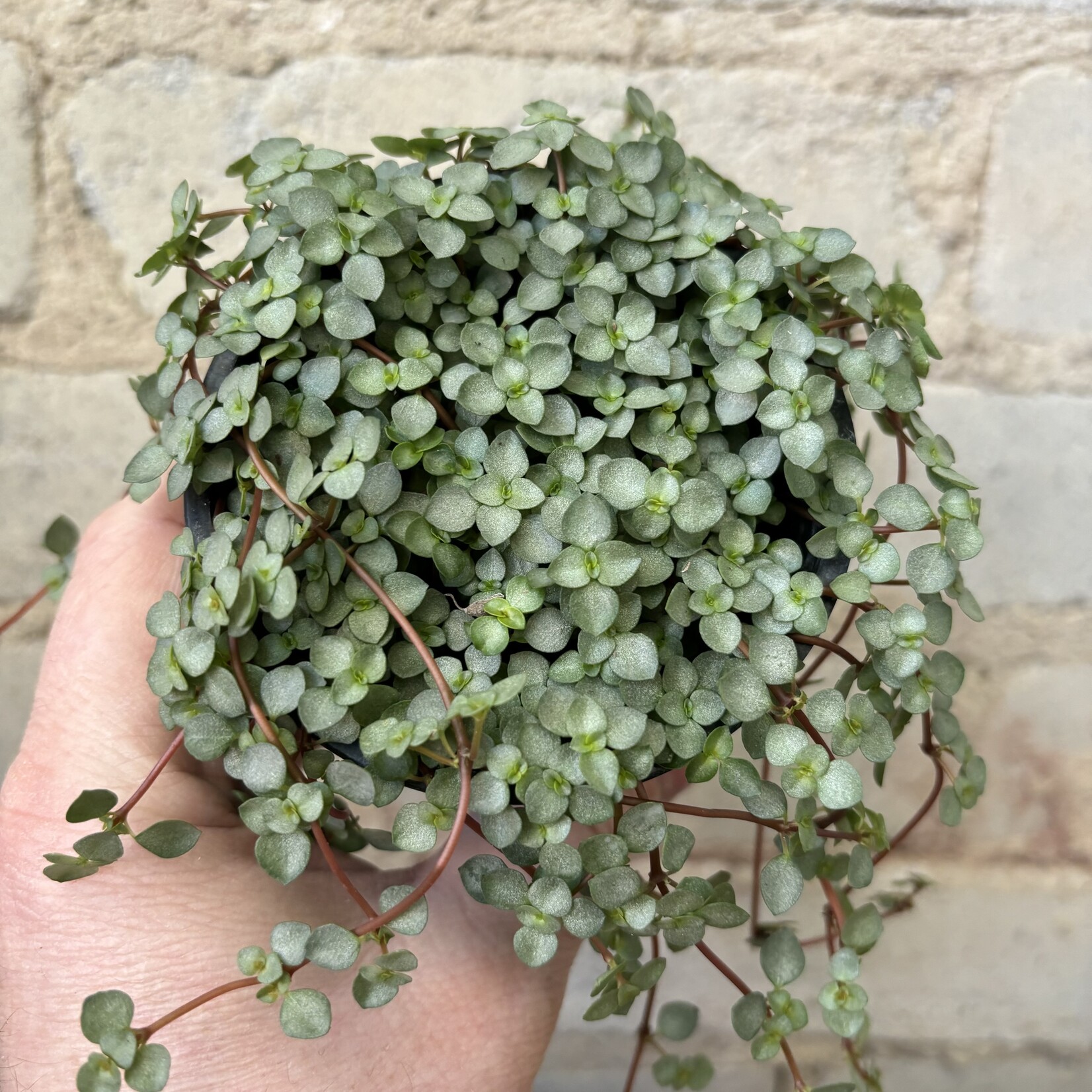 Pilea Aquamarine 3.5"