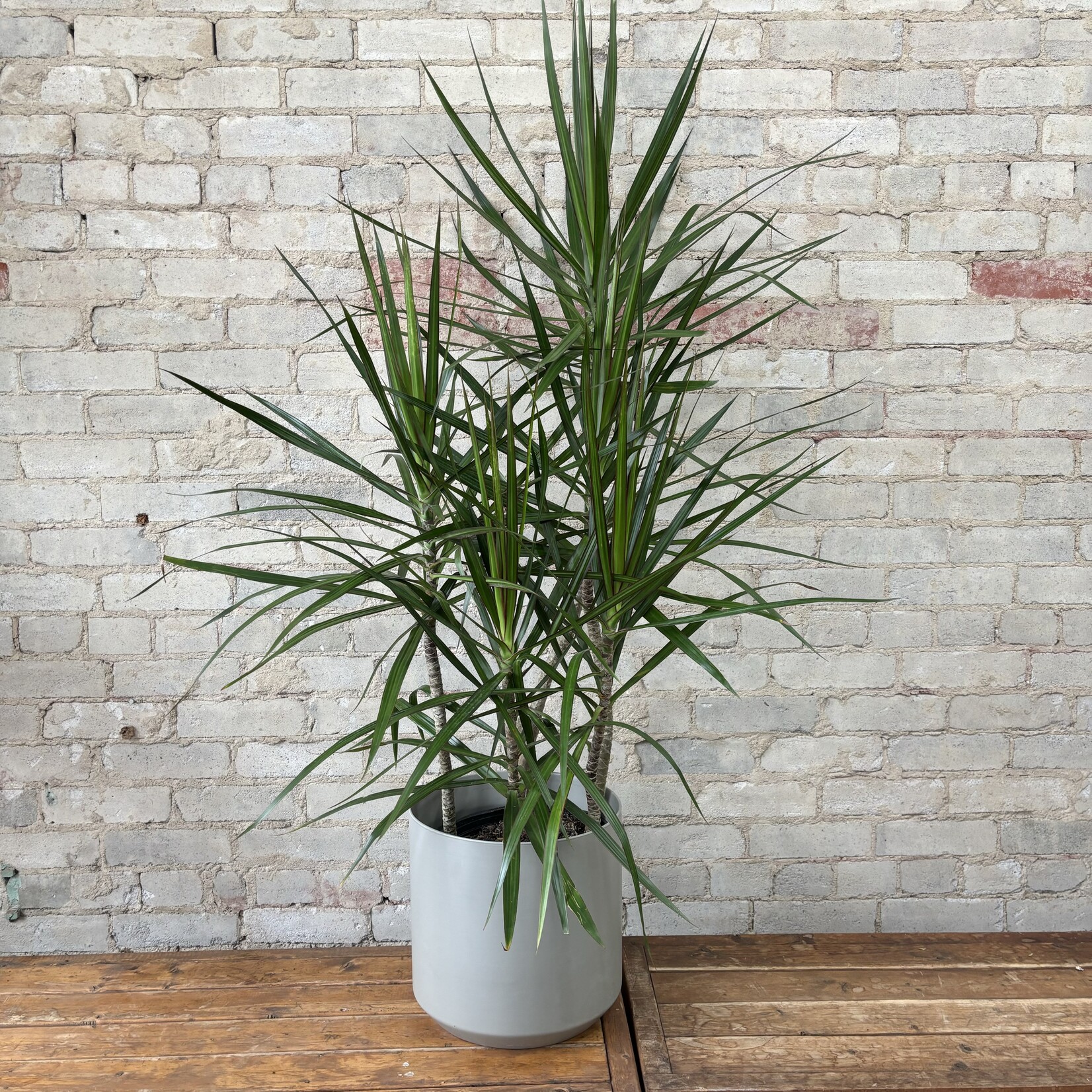 Dracaena Marginata Character Cane 10"