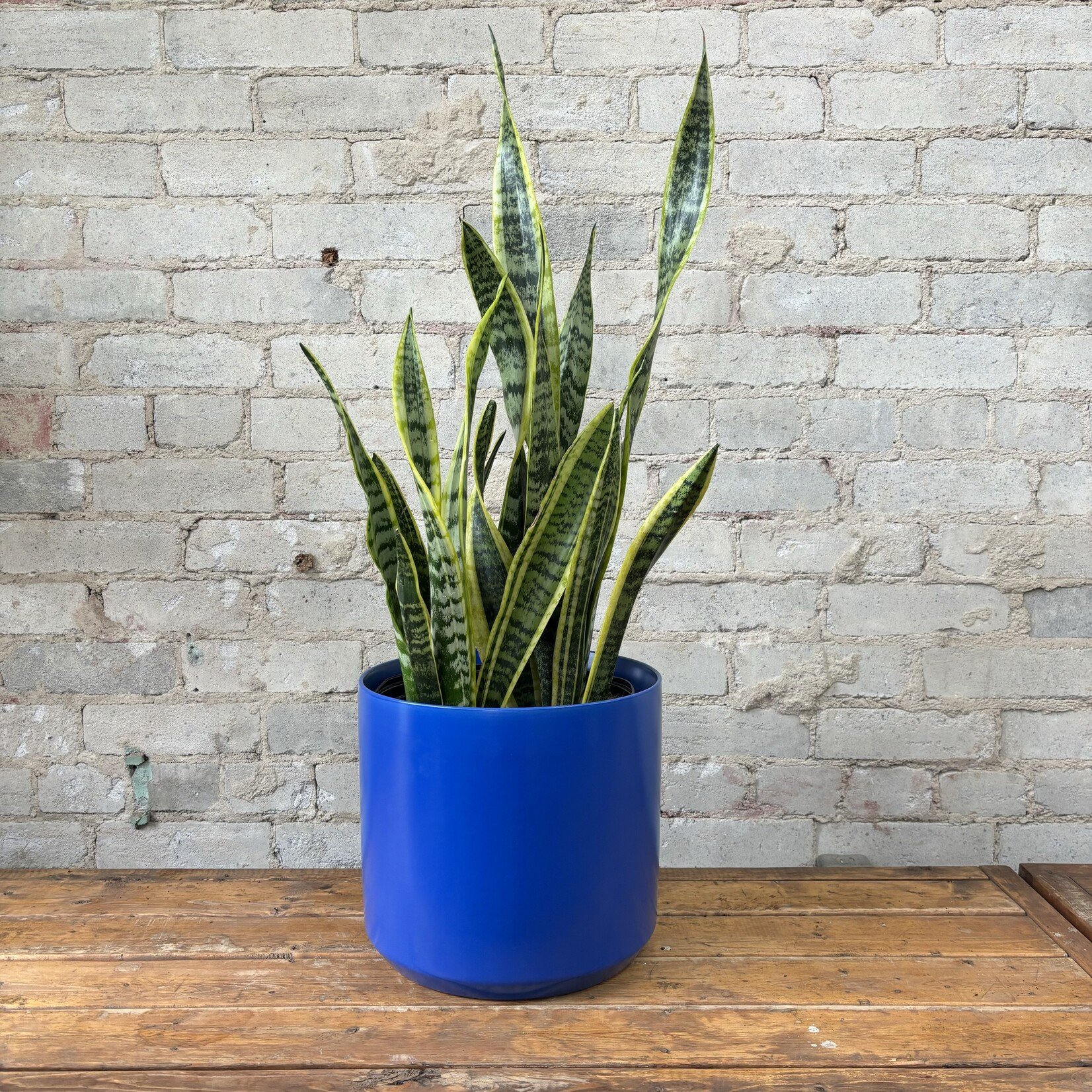 Sansevieria Laurentii 10"