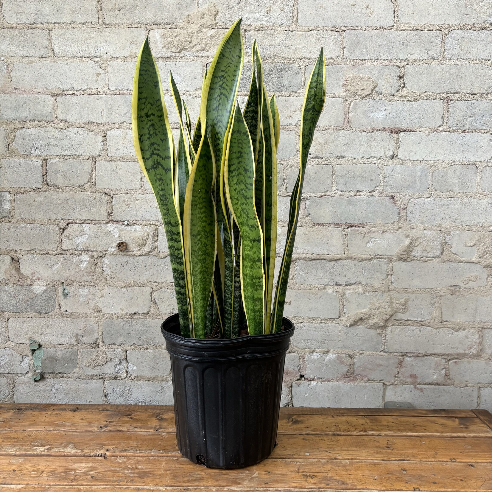 Sansevieria Laurentii 8"