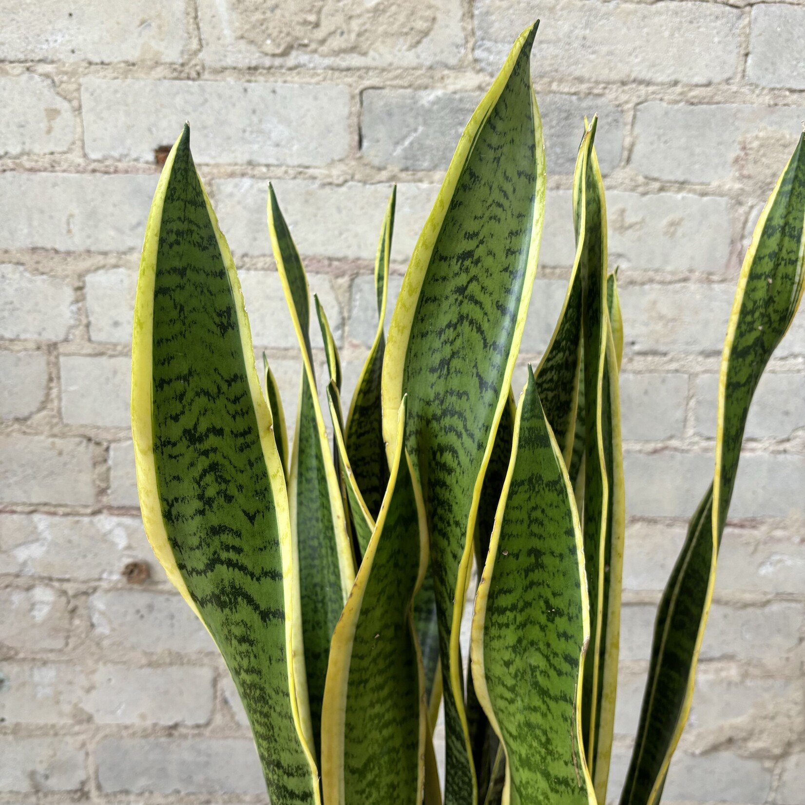 Sansevieria Laurentii 8"