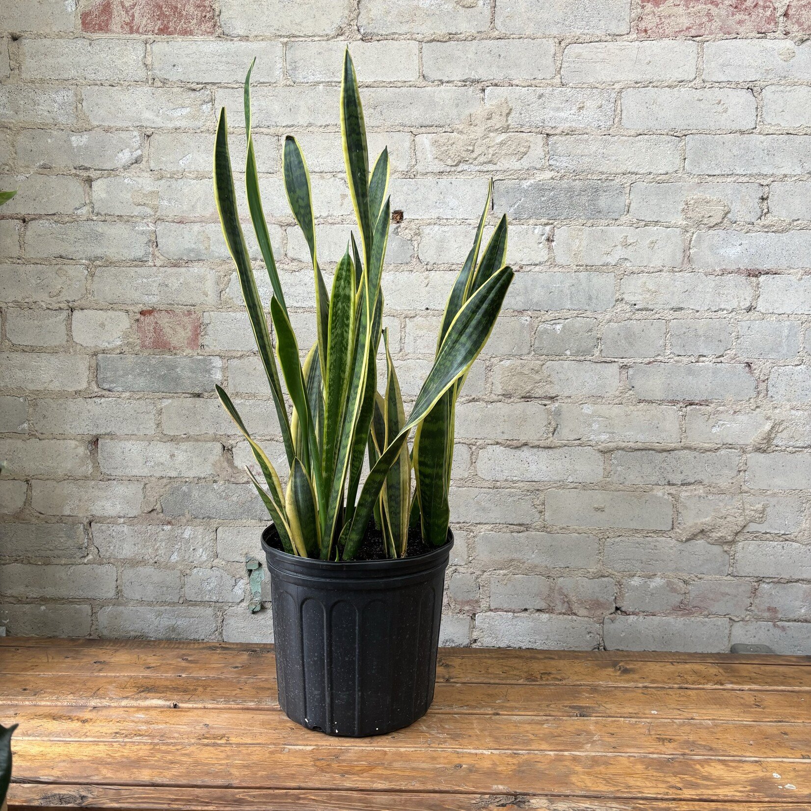 Sansevieria Black and Gold 10"