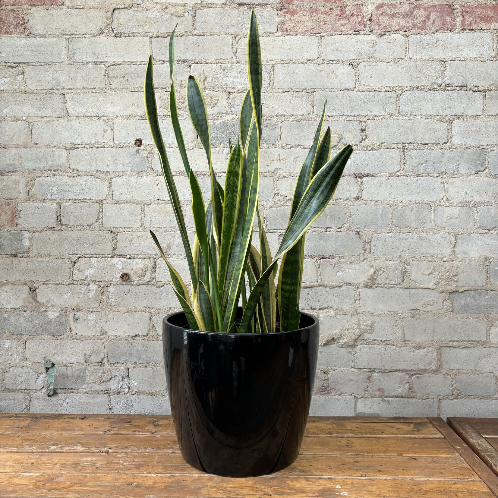 Sansevieria Black and Gold 10"
