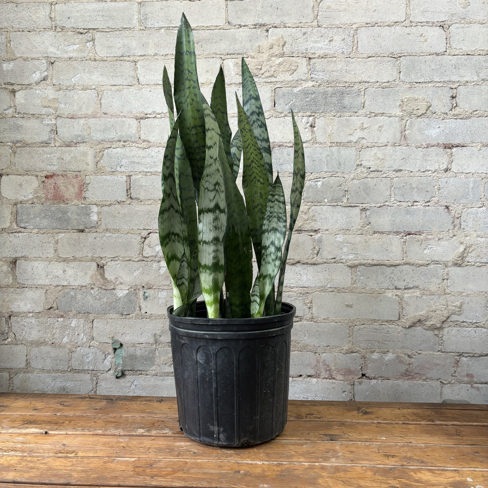 Sansevieria Zeylanica 10"