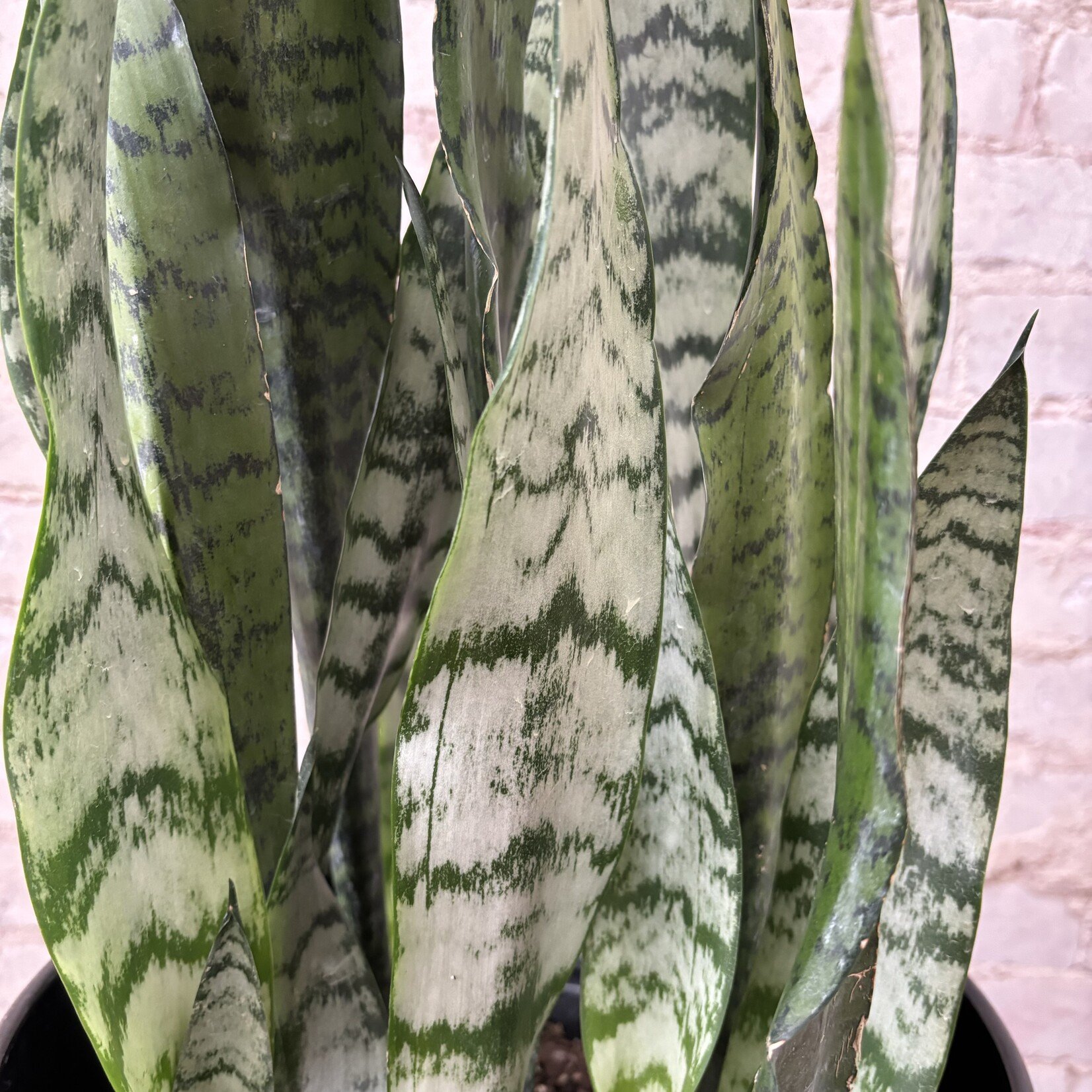 Sansevieria Zeylanica 10"