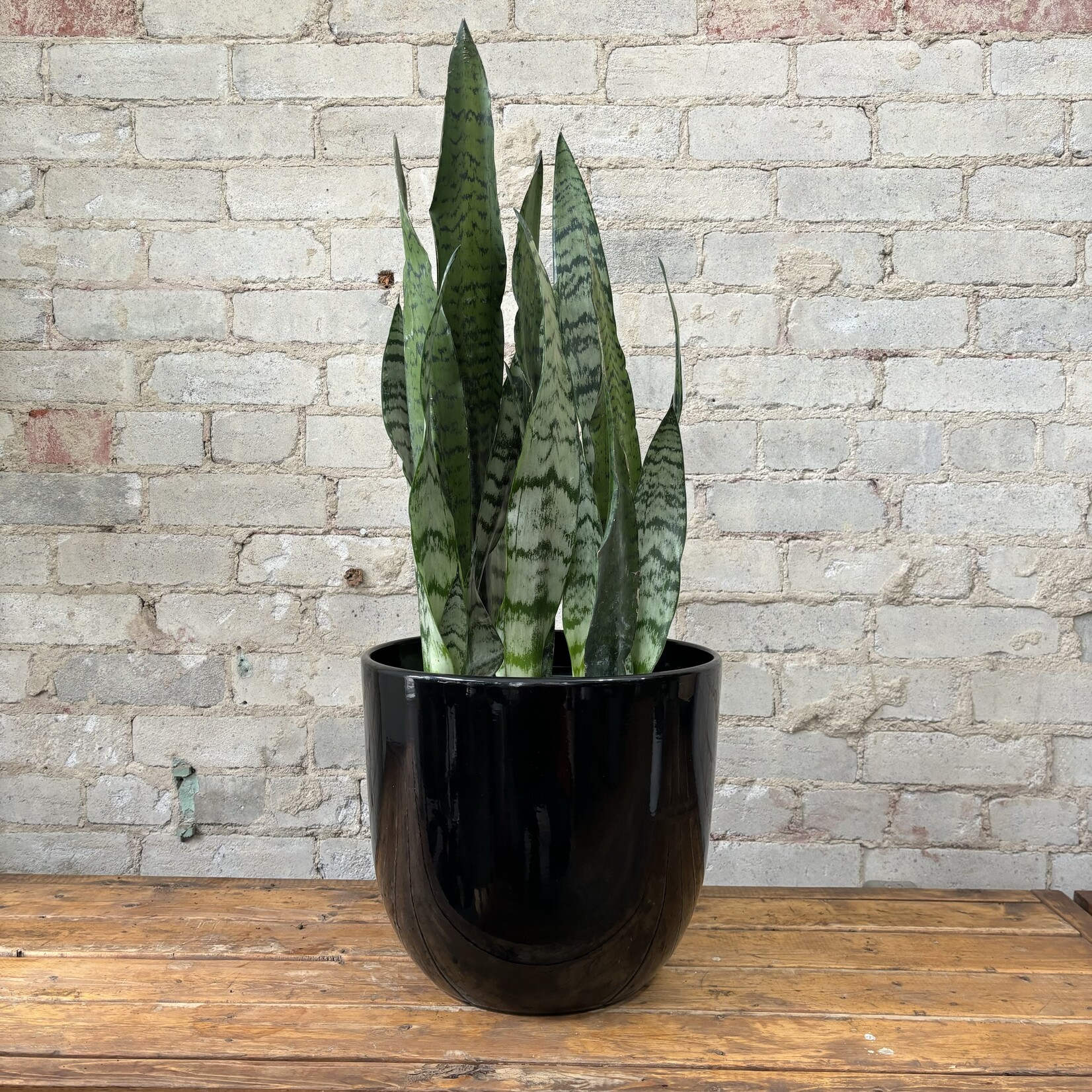 Sansevieria Zeylanica 10"