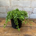 Pilea Depressa 3.5"