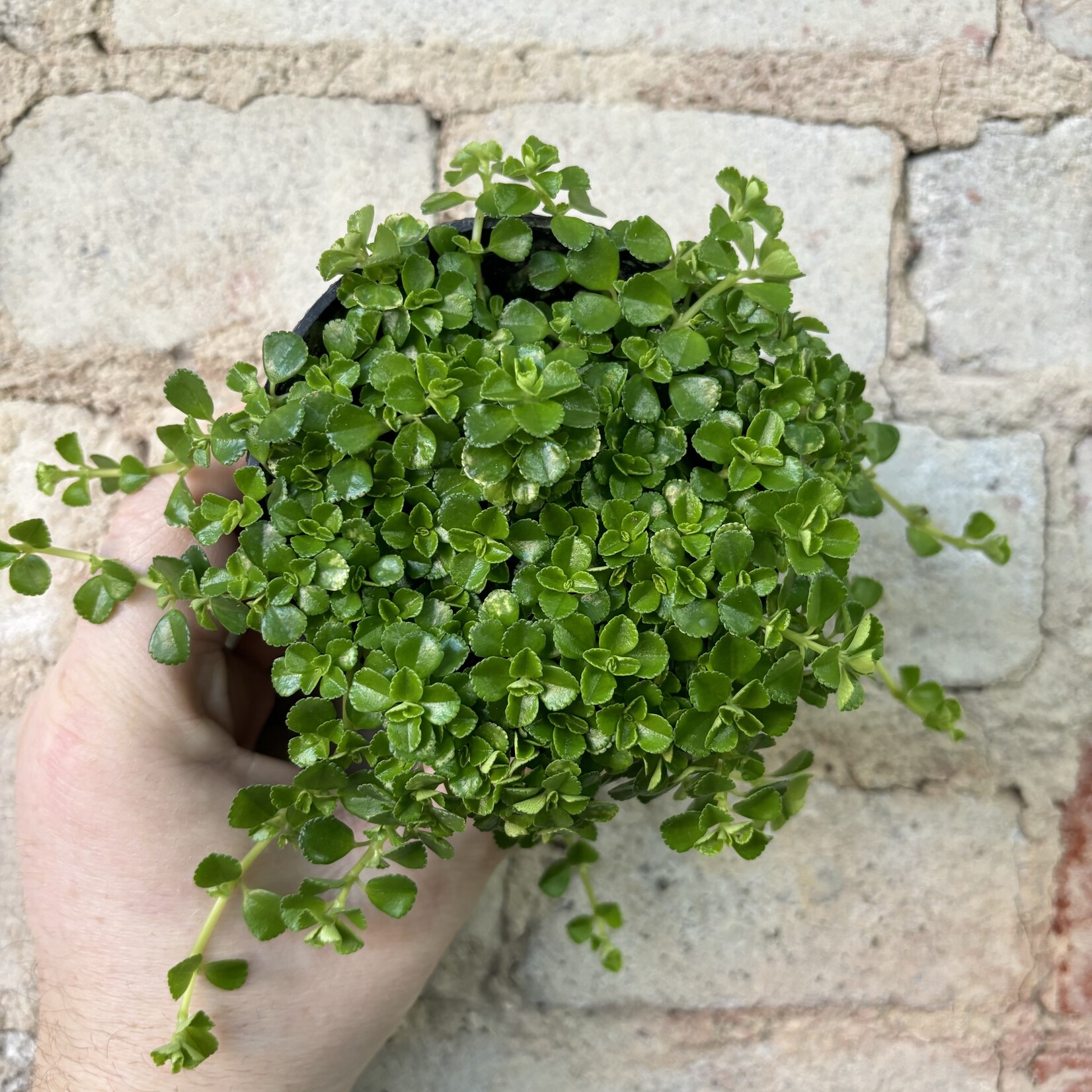 Pilea Depressa 3.5"