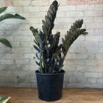 ZZ Plant Raven 10"